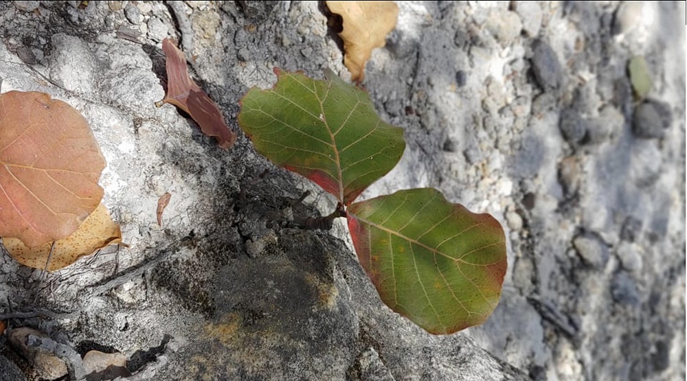 Inscripcion Quercus